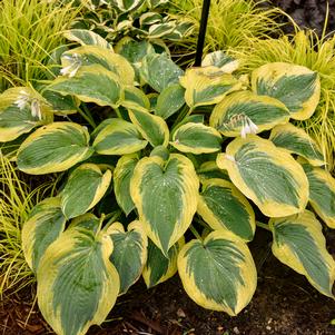 SHADOWLAND® CHANCE ENCOUNTER HOSTA