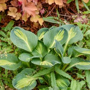 MOUSEKETEER HOSTA