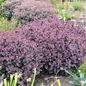 Sedum x 'Wineberry Delight'