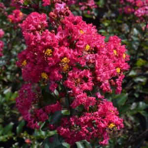 ENDURING™ FUCHSIA CRAPEMYRTLE