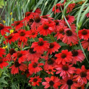 Echinacea x 'Balsomsed'