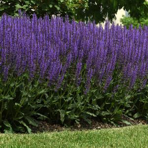 Salvia nemerosa 'Blue By You'