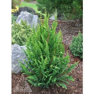 FERNLEAF HINOKI FALSE CYPRESS