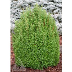 TOP POINT ATLANTIC WHITE CEDAR