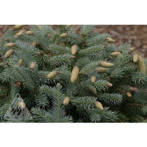 Picea pungens 'Hermann Naue'
