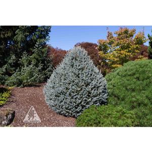SCOTTIE DWARF COLORADO BLUE SPRUCE