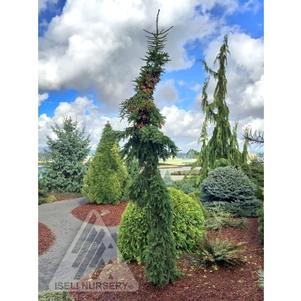 LAKE STREET STEEPLE WEEPING RED SPRUCE