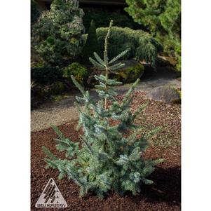TROEMNER SPRUCE