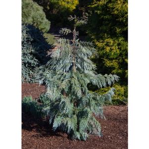 BLUE KOREAN ARBORVITAE
