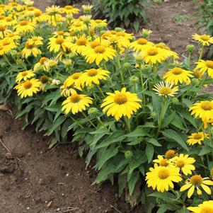 SOMBRERO® LEMON YELLOW IMPROVED CONEFLOWER