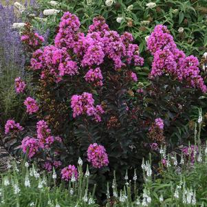 BARISTA® SWEET MACCHIATO CRAPEMYRTLE