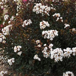 Lagerstroemia x 'Like A Latte'