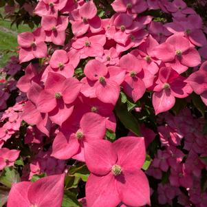 STELLAR NOVA™ DOGWOOD