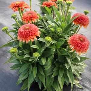 Echinacea x 'Tropics'