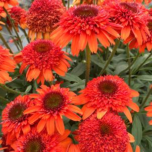 Echinacea x 'Moab Sunset'