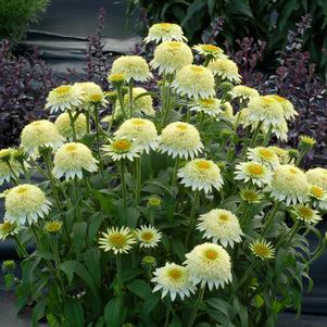 PUFF® VANILLA CONEFLOWER