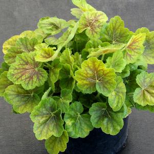 NORTHERN EXPOSURE™ SIENNA CORAL BELLS