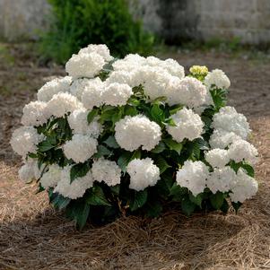 Hydrangea macrophylla 'Bailmaceight'