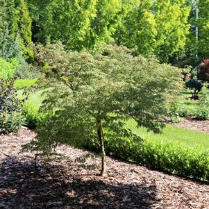 UNCOMMON THREAD JAPANESE MAPLE