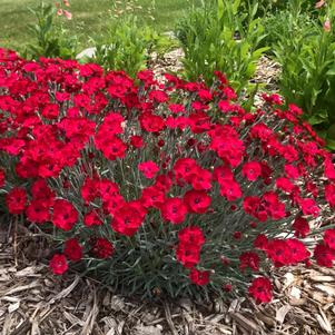 Dianthus hybrida 'KonD1335K1'
