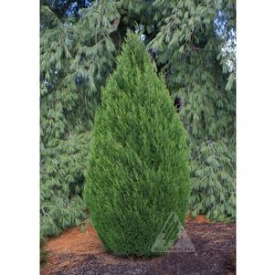 Cupressocyparis leylandii 'Shorty'