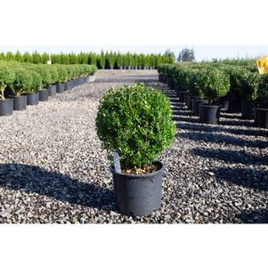 Ilex crenata 'Annys5'