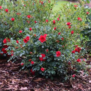 OSO EASY® PATHFINDER™ RED ROSE