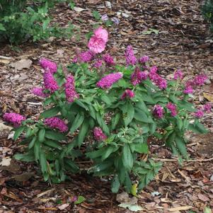 PUGSTER PICO PUNCH™ BUTTERFLY BUSH