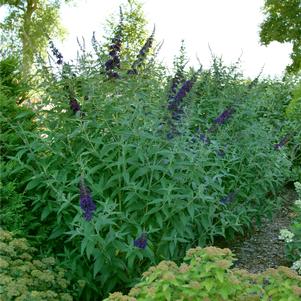 DARKEST NIGHT™ BUTTERFLY BUSH