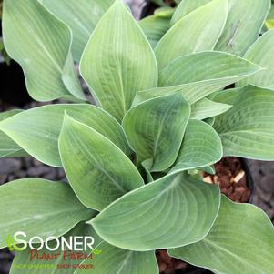 Hosta x 'T-Rex'