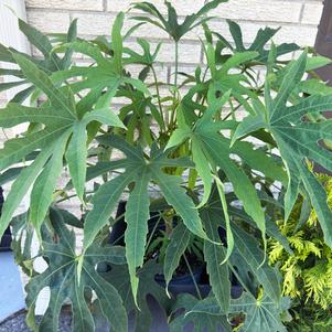 HIGH FIVE™ FATSIA