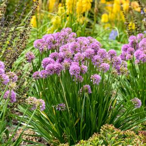 ALL THE BUZZ ORNAMENTAL ONION