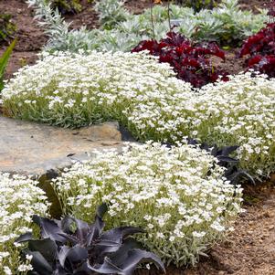 CLOUD COVER SNOW IN SUMMER