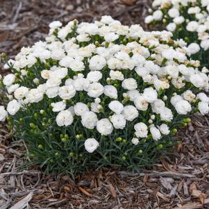 FRUIT PUNCH® WHIPPED CREAM DIANTHUS