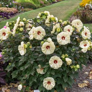 SUMMERIFIC® COCONUT CREAM HARDY HIBISCUS