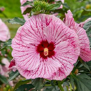 SUMMERIFIC® GLITTER BOMB HARDY HIBISCUS
