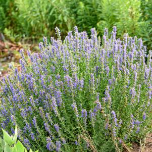 NECTAR NINJA HYSSOP