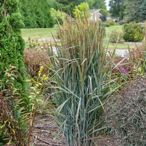 PRAIRIE WINDS® BLUE SPEAR SWITCH GRASS