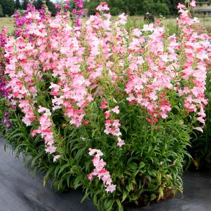 Penstemon x 'Flock of Flamingos'
