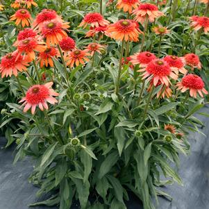 CARA MIA™ CORAL CONEFLOWER