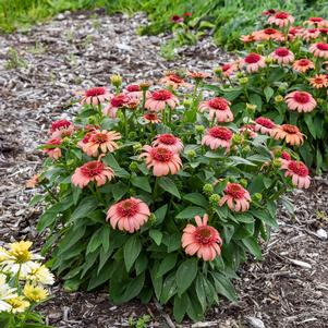 Echinacea x 'Just Peachy'