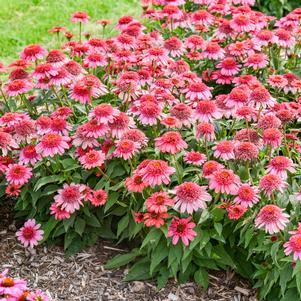 DOUBLE DIPPED® STRAWBERRY SLUSHIE CONEFLOWER