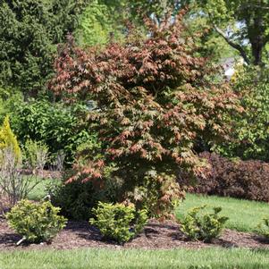 HOT CHANA® JAPANESE MAPLE