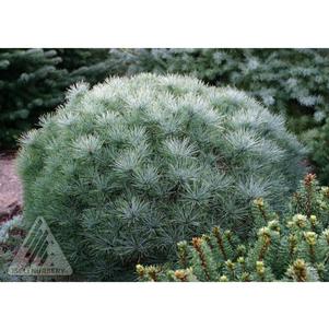 Pinus strobus 'Sea Urchin'