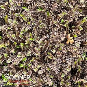 Leptinella squalida 'Platt's Black'