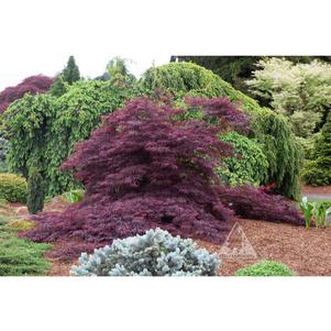 WINTER QUEEN® WEEPING MAPLE