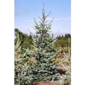 BLUE DOUGLAS FIR