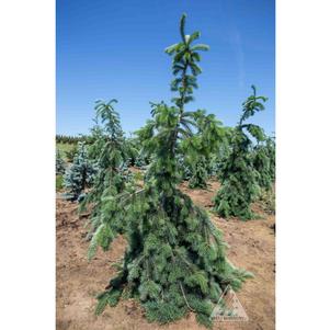 GRACEFUL GRACE WEEPING DOUGLAS FIR