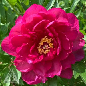 GARDEN CANDY® CANDY APPLE ITOH PEONY