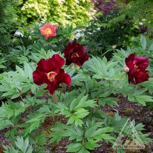 SIMPLY RED ITOH PEONY